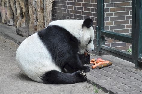 Free photo: Panda Eating Food - Animal, Jungle, Nature - Free Download ...