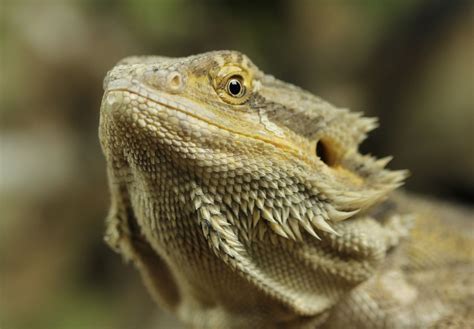 Iguana lizard Bearded dragon | Lizard, Bearded dragon, Iguana