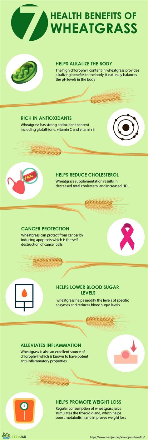 7 Top Health Benefits of Wheatgrass With Side Effects | Wheatgrass ...