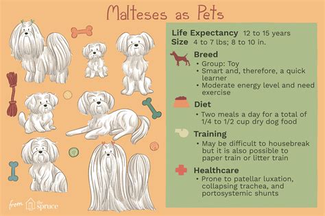 The Ultimate Maltese Dog Temperament Guide - PetScreening