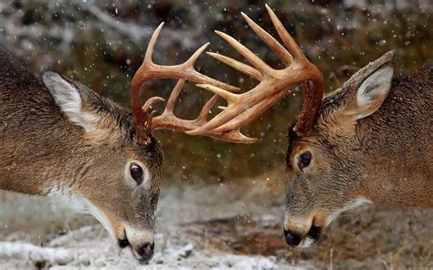 Realtree Deer Wallpaper ·① WallpaperTag