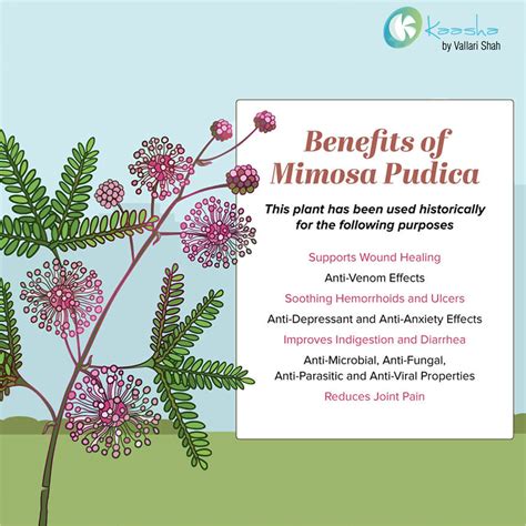 Benefits of Mimosa Pudica (Touch-me-not) | Healing plants, Herbs ...