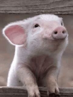 Pig Sniff GIF - Pig Sniff Smell - Discover & Share GIFs