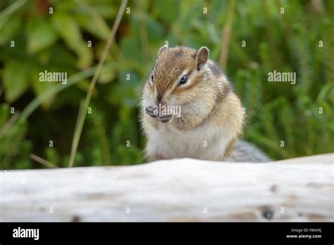 Chipmunks. Wildlife of the northern part of Sakhalin Island, Russia ...