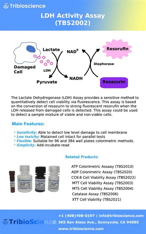 LDH Cytotoxicity Assay – Tribioscience