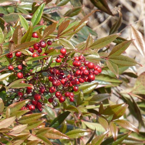 Winter Berry Plants For Wildlife - Common Winter Berry Trees And Shrubs ...