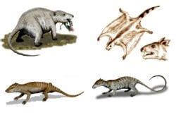 Ovoviviparous Mammals : SpeculativeEvolution