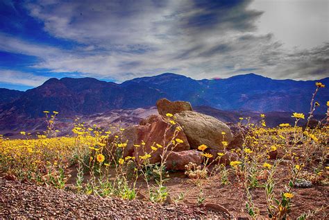 Death Valley flowers Photograph by Minnetta Heidbrink - Fine Art America