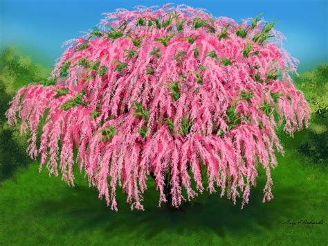 Tamarisk Tree Blooming Digital Art by Gary F Richards - Fine Art America