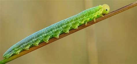 Sawfly - Pest Identification for Vegetable Gardens