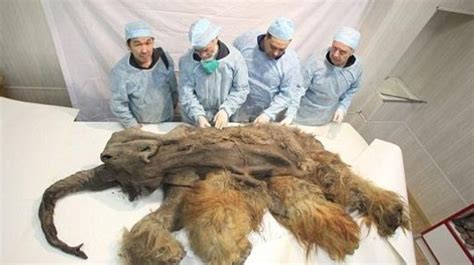 South Korean scientists might clone Woolly mammoth