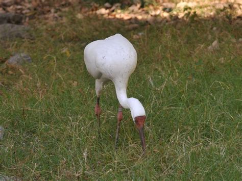 The Online Zoo - Siberian Crane