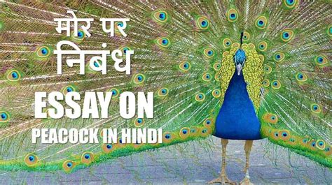 राष्ट्रीय पक्षी मोर पर निबंध Essay About Peacock in Hindi