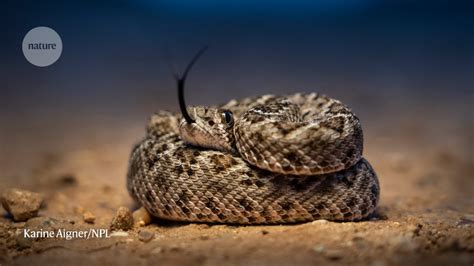 How a rattlesnake avoids suffering from its own venom