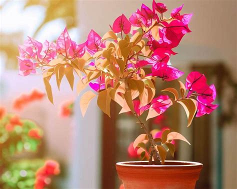 How to plant potted bougainvillea and care for its climbing flowers ...