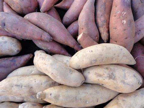 Purple And White Yams For Sale Stock Image - Image of japanese, background: 18262357