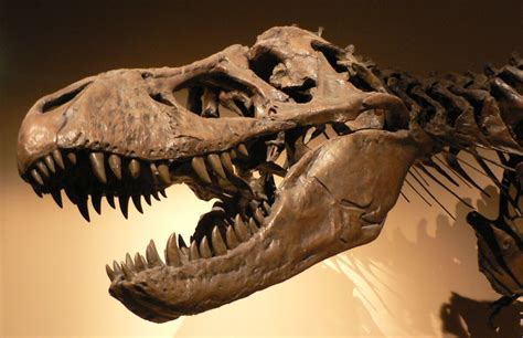 Tyrannosauridae | Fossil Wiki | Fandom