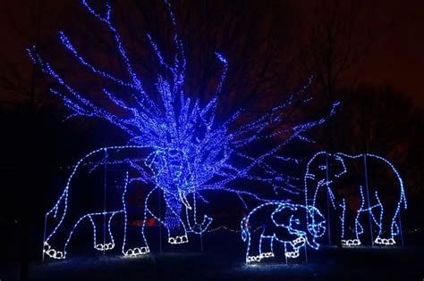 Zoolights 2024 Dc - Gilly BarbaraAnne