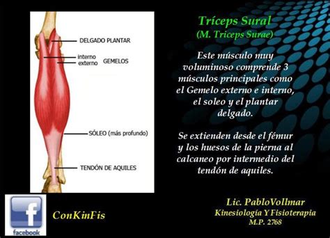 Anatomia del Triceps Sural