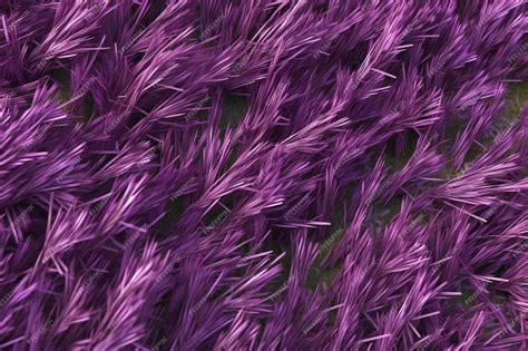 Premium AI Image | Purple grass background close up illustration of purple grass background