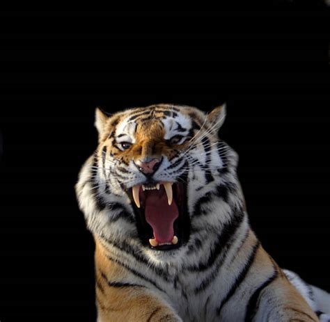 Royalty Free Tiger Snarling Pictures, Images and Stock Photos - iStock