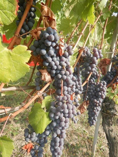 Clusters of Nebbiolo Grapes in the Langhe, Piedmont - Italy Stock Photo - Image of barolo ...