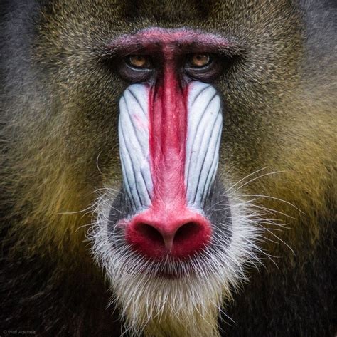 imgur.com | Animal noses, Mandrill, African wildlife