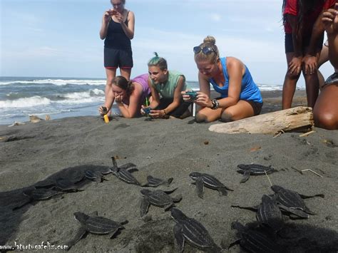 volunteer with sea turtles