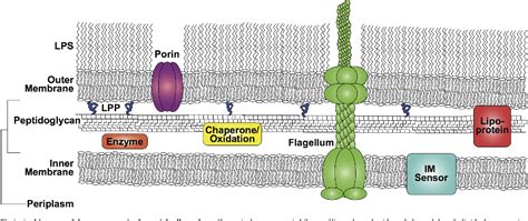 Figure 1 from The gram-negative bacterial periplasm: Size matters ...