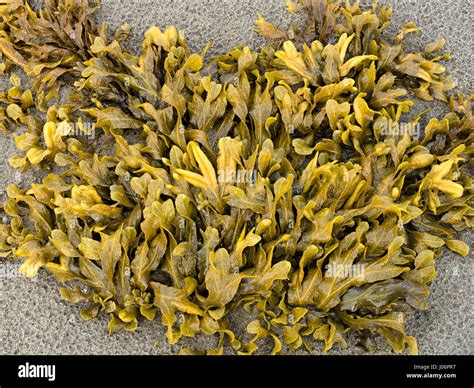 Spiral Wrack, Fucus spiralis seaweed, Scotland, UK Stock Photo - Alamy