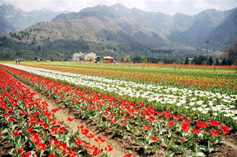 Tulip Garden: Kashmir’s latest star attraction