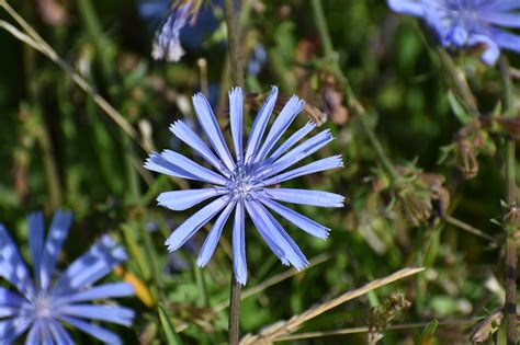 Chicory Flower Bloom - Free photo on Pixabay - Pixabay