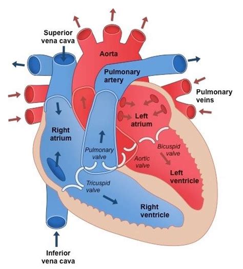 Pin on SCI - Anatomy & Health