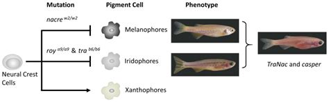 Fast, easy and early (larval) identification of transparent mutant zebrafish using standard ...