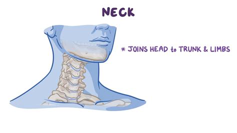 Bones of the neck: Video, Anatomy & Definition | Osmosis