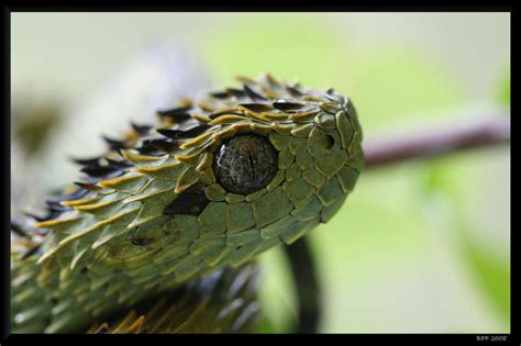 Atheris hispida by BPFischer on DeviantArt