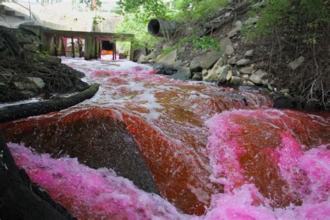 Protecting Delaware shellfish by dyeing streams red - WHYY