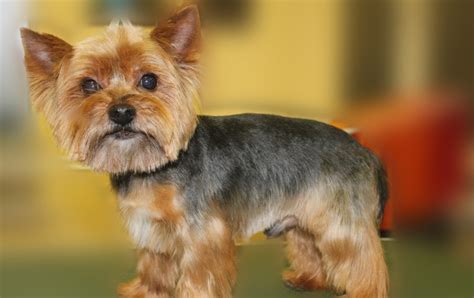 24 Best Ideas Yorkie Haircuts Male - Home, Family, Style and Art Ideas