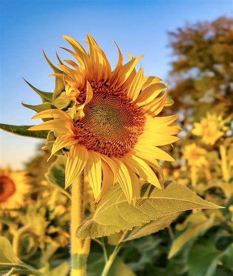 Sunflower Gold – AZN Media