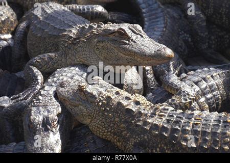 American Alligators at the Gatorland Breeding Marsh, Florida Stock Photo - Alamy