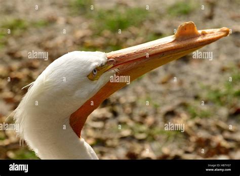 Profile of a breeding American White pelican Stock Photo - Alamy