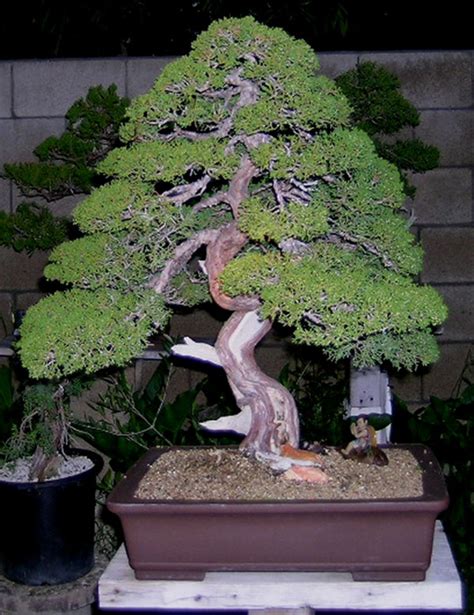 35+ Shimpaku Juniper Bonsai Care Pics - Hobby plan