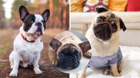 5 Things To Know About Frug Puppies Before You Adopt One - Frug Life