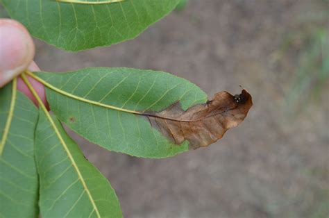 pecan tree leaves turning brown - Big Picture Profile Miniaturas