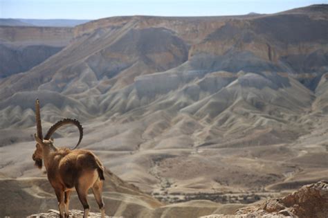 Amazing : The Negev Desert, Southern Israel