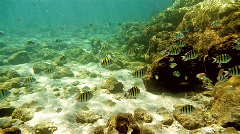 Peanut Island West Palm Beach Florida Snorkeling 1 | Flickr