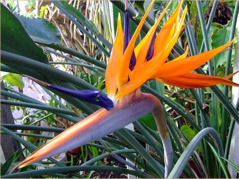 Strelitzia reginae by FranticMezmer on DeviantArt