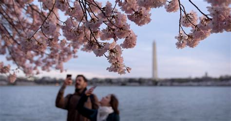 Washington’s Cherry Blossoms Reach Near-Record Early Bloom - The New ...