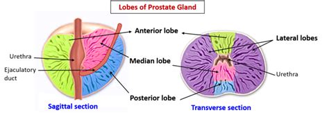 [DIAGRAM] Diagram Of Prostate Glands - MYDIAGRAM.ONLINE