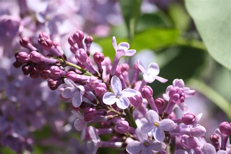 Lilac Flowers Starting to Bloom Picture | Free Photograph | Photos Public Domain